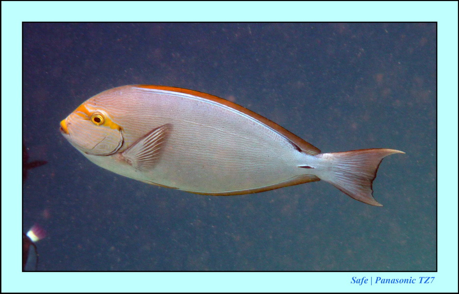 2009   07   Matakin 39